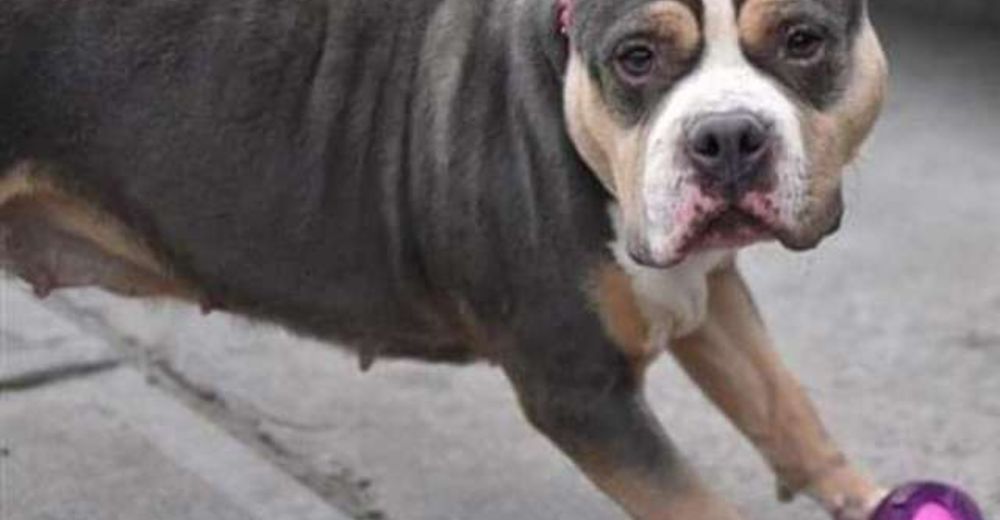 La perrita más cariñosa de todas llegó a un refugio cuando su familia decidió mudarse sin ella La perrita más cariñosa de todas llegó a un refugio cuando su familia decidió mudarse sin ella