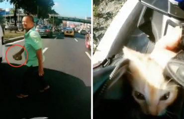 Gatito en la via Filipinas