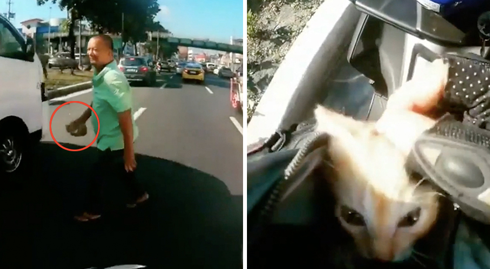 Gatito en la via Filipinas