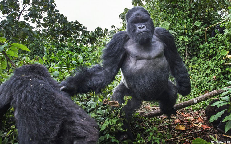 Gorila Borracho Ruanda