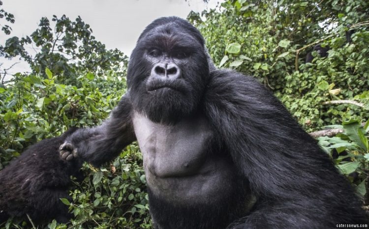 Gorila Borracho Ruanda