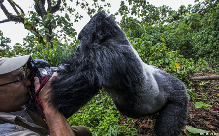 Gorila Borracho Ruanda