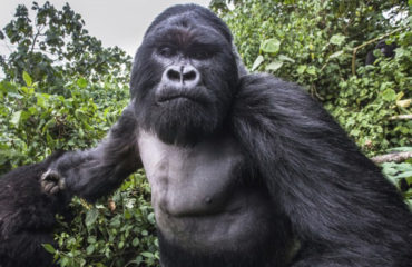 Gorila Borracho Ruanda