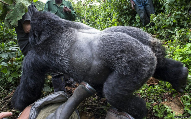 Gorila Borracho Ruanda