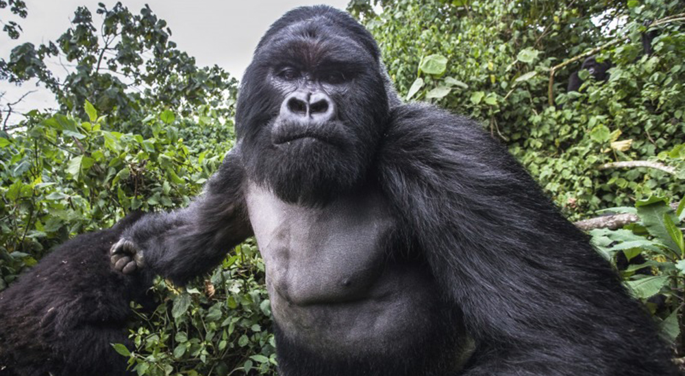 Gorila Borracho Ruanda
