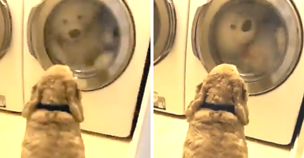 La tierna reacción de un perrito al ver a su oso de peluche favorito en la lavadora La tierna reacción de un perrito al ver a su oso de peluche favorito en la lavadora