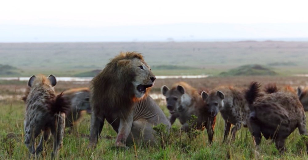 Un león iba a morir en manos de 20 hienas, pero un fiel amigo apareció para defenderlo