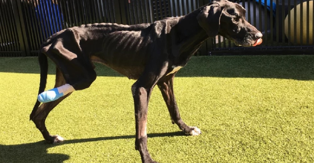 Una pareja es arrestada después de que su perro terminara mordiéndose su propia pierna Una pareja es arrestada después de que su perro terminara mordiéndose su propia pierna