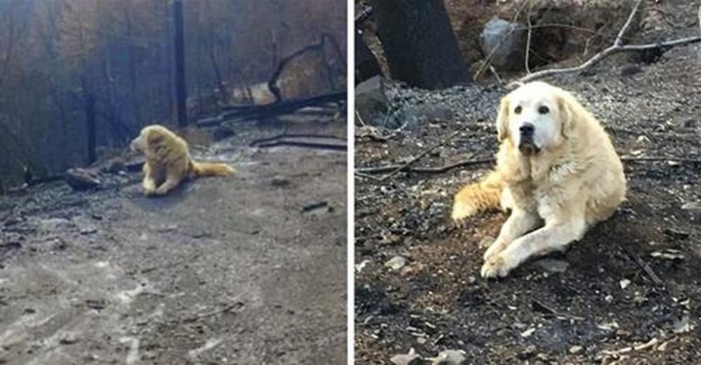 El perro que esperó durante un mes en la casa incendiada a que su familia regresara