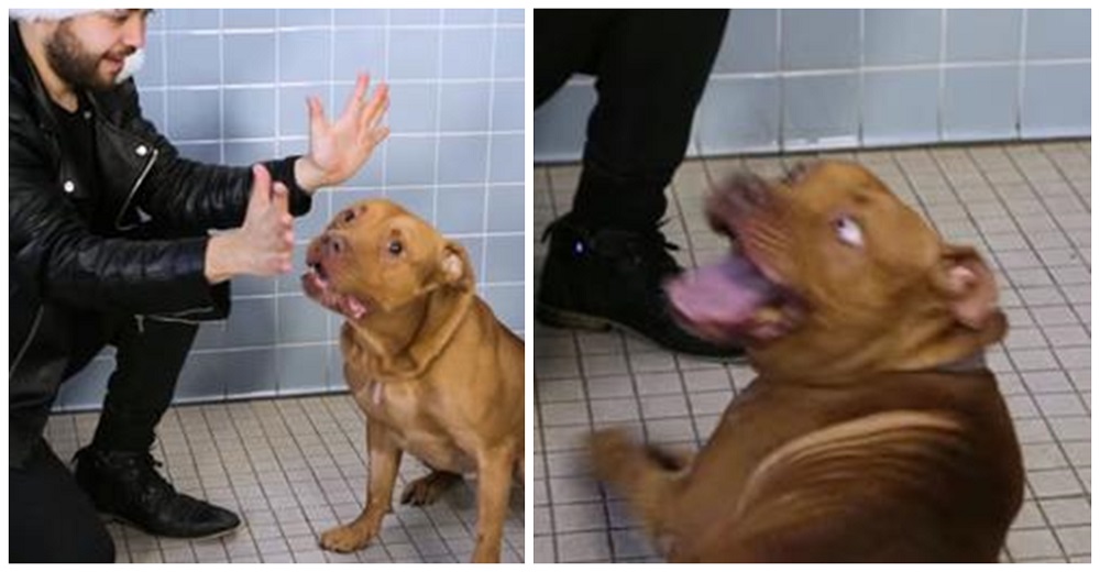 Perritos de un refugio acaban felices tras la visita de un mago con un show especial para ellos