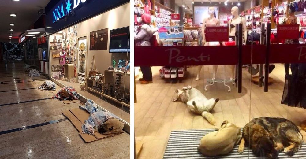 Estas tiendas abrieron sus puertas a los perritos sin hogar para refugiarlos durante el invierno Estas tiendas abrieron sus puertas a los perritos sin hogar para refugiarlos durante el invierno