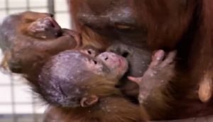 Rompen a llorar cuando mamá orangután se reúne con su bebé que se la quitaron de sus manos