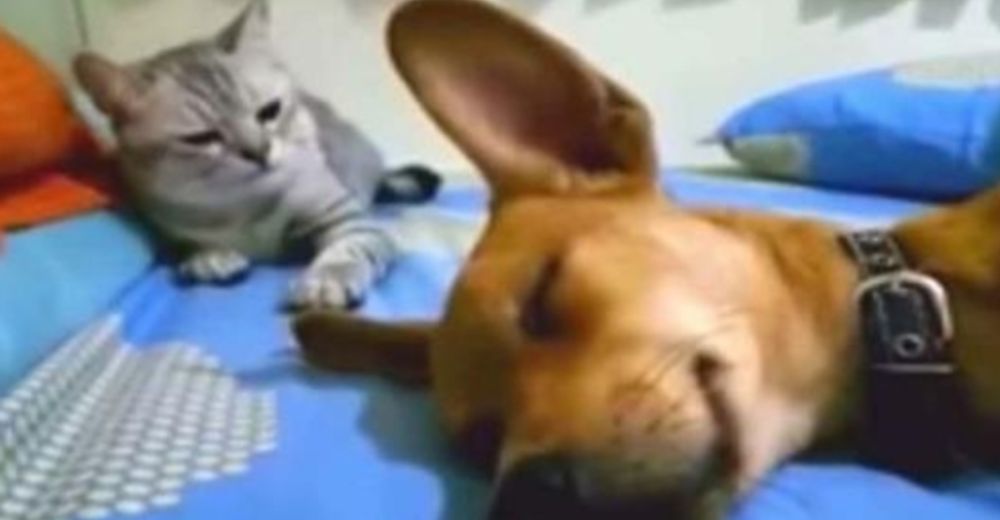 La insólita respuesta de un gato tras el estrepitoso pedo de un perro mientras duerme La insólita respuesta de un gato tras el estrepitoso pedo de un perro mientras duerme