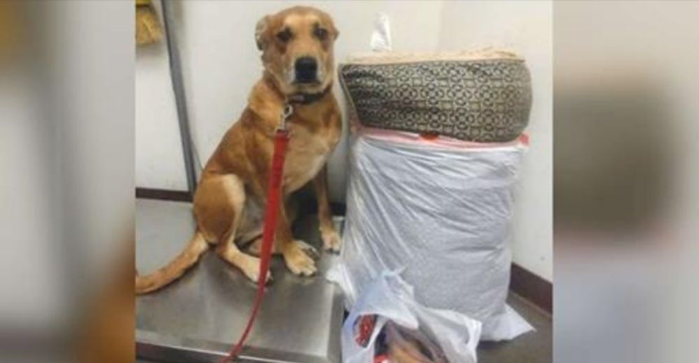 La foto viral del perro abandonado con su cama y todos sus juguetes logra cambiar su destino La foto viral del perro abandonado con su cama y todos sus juguetes logra cambiar su destino