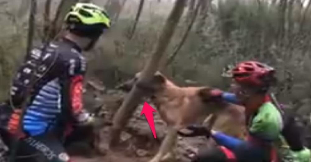 Atada a un árbol para que pereciera de hambre y sed, pero de pronto su destino cambió Atada a un árbol para que pereciera de hambre y sed, pero de pronto su destino cambió