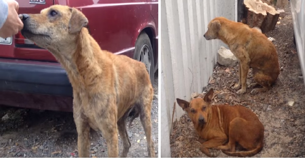 Una hambrienta perrita guía a los rescatistas para pedirles que también ayuden a su amiga Una hambrienta perrita guía a los rescatistas para pedirles que también ayuden a su amiga