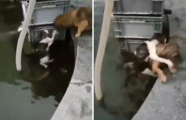 Perro rescata gato Turquía