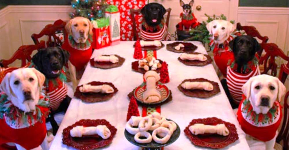 Preparan una inolvidable cena de Navidad para su familia canina… Pero eso no es todo Preparan una inolvidable cena de Navidad para su familia canina… Pero eso no es todo