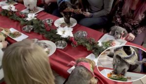 30 perritos sin hogar celebran la Navidad de su vida sin saber que cumplirían su sueño