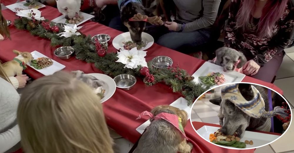 30 perritos sin hogar celebran la Navidad de su vida sin saber que cumplirían su sueño 30 perritos sin hogar celebran la Navidad de su vida sin saber que cumplirían su sueño