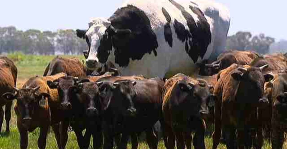 La triste historia detrás de la foto de la vaca gigante que se volvió viral La triste historia detrás de la foto de la vaca gigante que se volvió viral