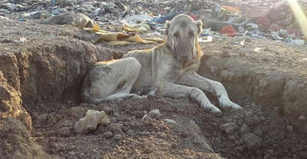Vio la foto de un perro anciano viviendo en un basurero y supo que debía hacer algo al respecto Vio la foto de un perro anciano viviendo en un basurero y supo que debía hacer algo al respecto