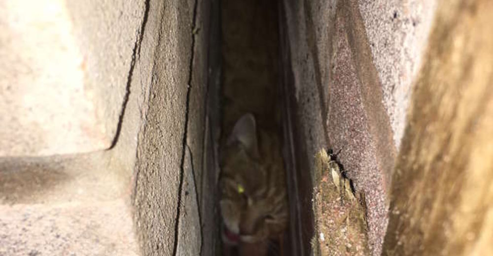 Este gatito quedó atrapado en un lugar imposible, pero supo cómo pedir ayuda Este gatito quedó atrapado en un lugar imposible, pero supo cómo pedir ayuda