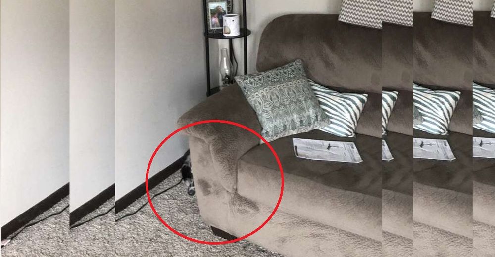 Esta perrita estaba tan asustada cuando la rescataron que no paraba de esconderse en un mueble Esta perrita estaba tan asustada cuando la rescataron que no paraba de esconderse en un mueble