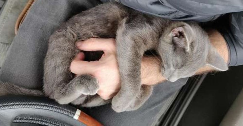 Este gatito sin hogar le pidió ayuda a este hombre y desde entonces no quiso soltarlo más Este gatito sin hogar le pidió ayuda a este hombre y desde entonces no quiso soltarlo más