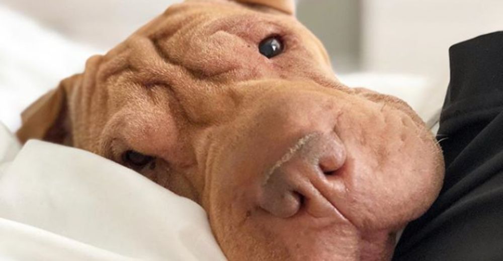 Ava, la estrella de Instagram que usa sus patitas para llamar la atención de su madre Ava, la estrella de Instagram que usa sus patitas para llamar la atención de su madre