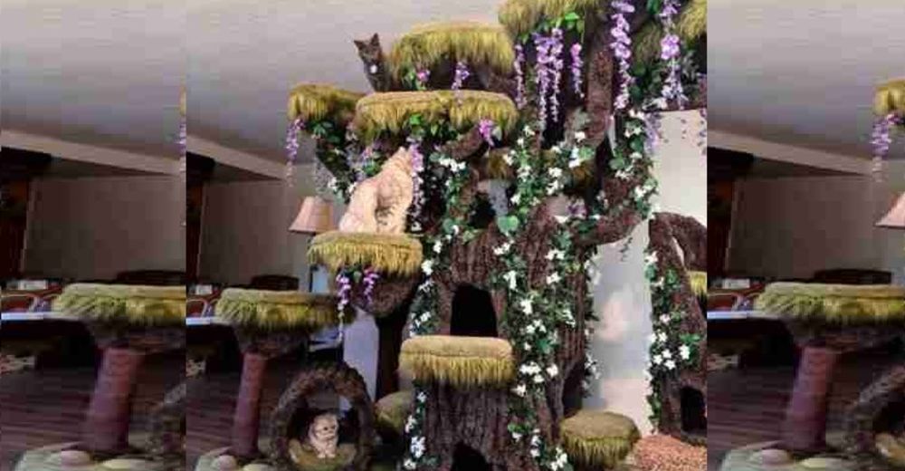 A este gatito con necesidades especiales le regalaron el árbol para gatitos más mágico del mundo A este gatito con necesidades especiales le regalaron el árbol para gatitos más mágico del mundo