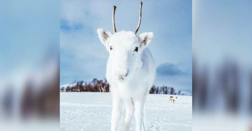 Un espectacular reno bebé blanco como la nieve enamora a miles de personas