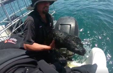 Rescate Foca Massabaai