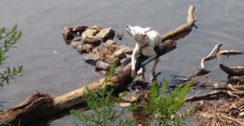 Abandonan a una perrita atada en un peligroso canal, pero no deja de luchar por su vida Abandonan a una perrita atada en un peligroso canal, pero no deja de luchar por su vida