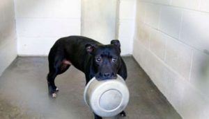Dulce perrita pasó 4 años encerrada en una perrera porque todos creían que era “mala”