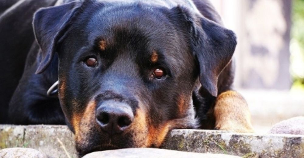 Abandonan a un bebé recién nacido en un galpón, pero este rottweiler le salvó del peor destino