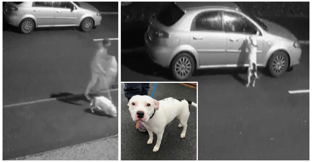Salta desesperadamente sobre el auto mientras su dueño lo abandona con su cama en la carretera Salta desesperadamente sobre el auto mientras su dueño lo abandona con su cama en la carretera