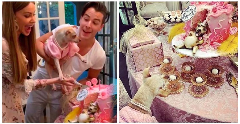 Sofía Vergara es criticada por la lujosa fiesta de cumpleaños que le hizo a su nieta perruna Sofía Vergara es criticada por la lujosa fiesta de cumpleaños que le hizo a su nieta perruna
