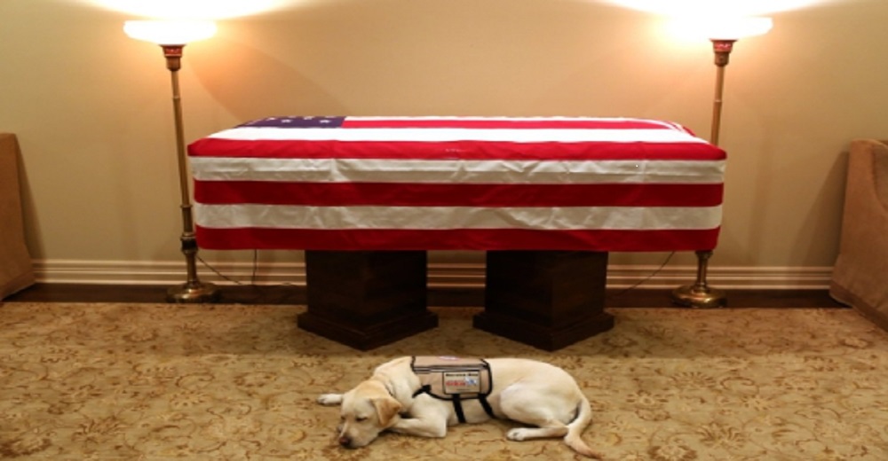 El triste Sully se niega a apartarse del ataúd de su difunto dueño, el ex presidente George Bush El triste Sully se niega a apartarse del ataúd de su difunto dueño, el ex presidente George Bush
