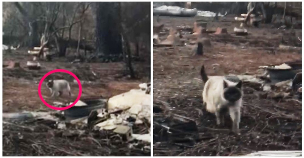 Una temerosa gatita perdida en los incendios corre hacia su familia cuando la vuelve a ver