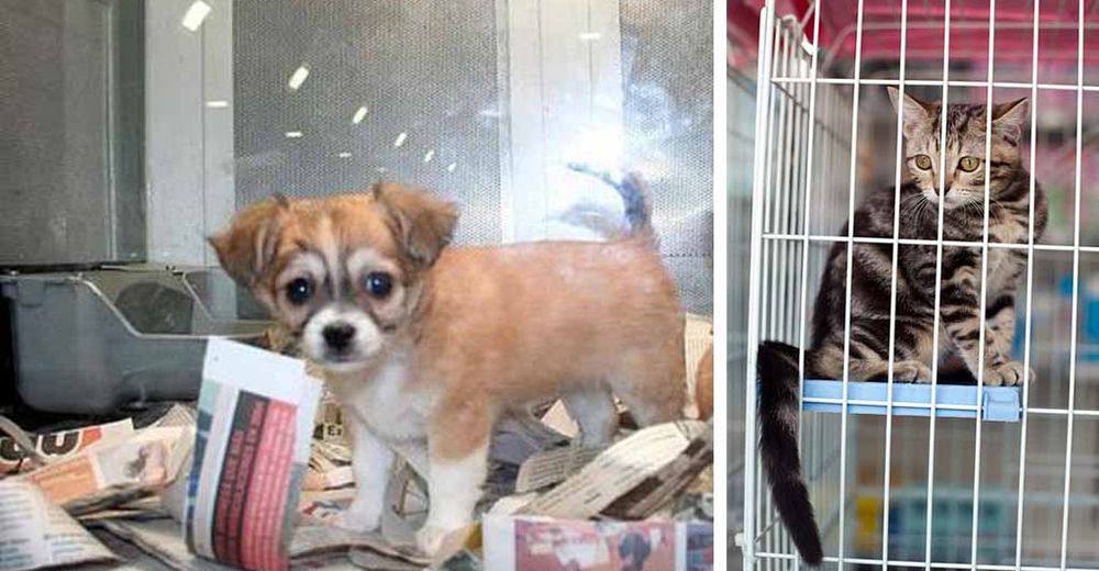 Prohíben la venta de cachorros de perros y gatos en las tiendas de mascotas