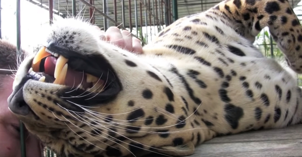 Acaricia a un enorme leopardo rescatado y la respuesta vocal del animal se hace viral Acaricia a un enorme leopardo rescatado y la respuesta vocal del animal se hace viral