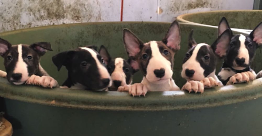 Llamaron a estos rescatistas por 5 Bull Terriers y terminaron salvando a 110 perros Llamaron a estos rescatistas por 5 Bull Terriers y terminaron salvando a 110 perros