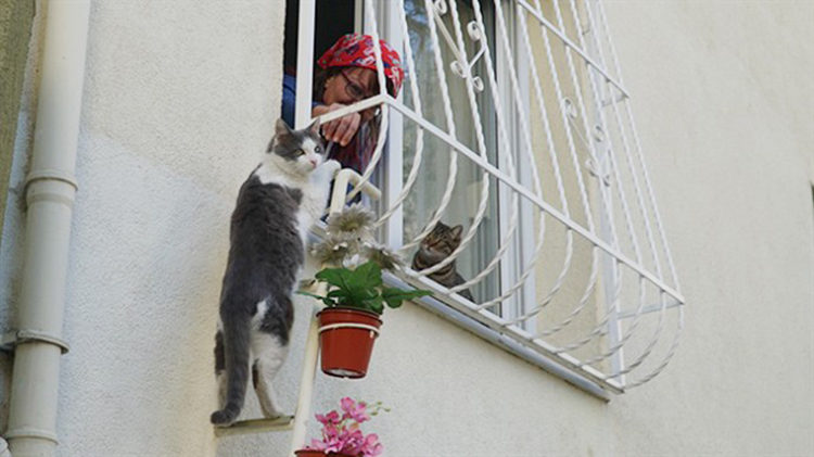 Albergue de gatos Turquía