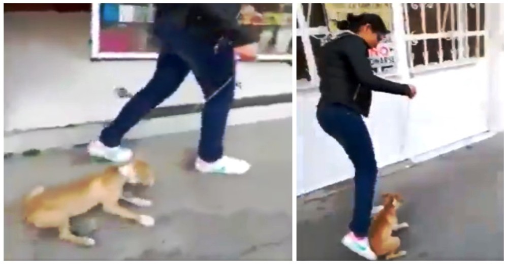 La grabaron arrastrando a una perrita 20 metros para obligarla a caminar La grabaron arrastrando a una perrita 20 metros para obligarla a caminar