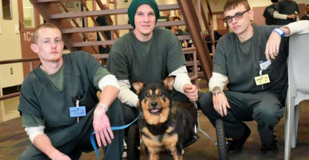 Bandit, un perrito en silla de ruedas que ha sido adoptado y devuelto… Cuatro veces