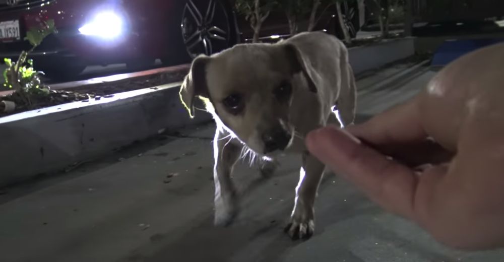 Perrito abandonado pasa todo el día rogando por comida en un estacionamiento de Starbucks