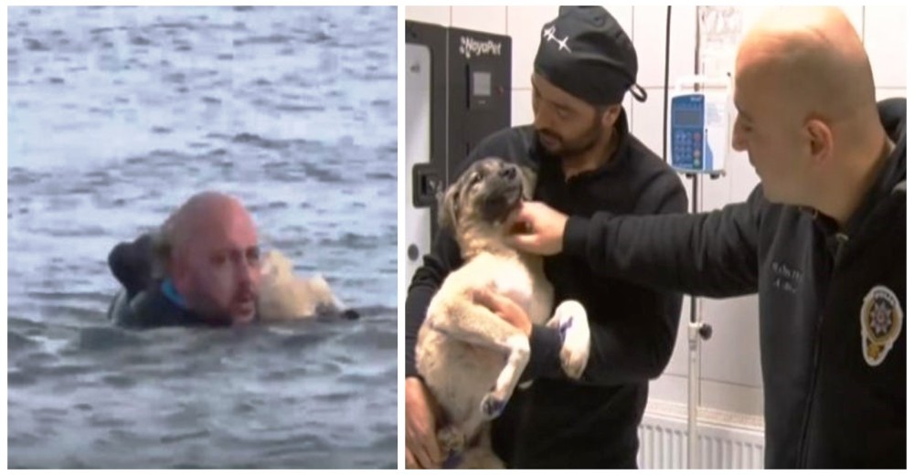 Policía lo arriesga todo por salvar a un perrito en un lago congelado y no puede separarse de él Policía lo arriesga todo por salvar a un perrito en un lago congelado y no puede separarse de él