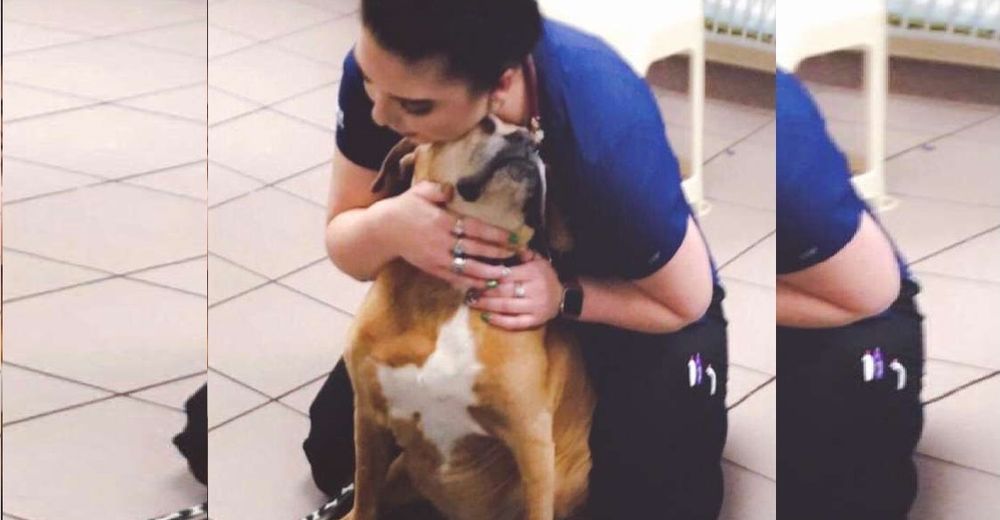 Llevan a esta perrita al veterinario y ella pensaba que estaba allí para que le dieran abrazos Llevan a esta perrita al veterinario y ella pensaba que estaba allí para que le dieran abrazos