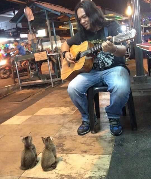 Cantante Malasia con gatitos